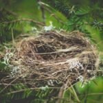 When Do You Need a Bird Nest Survey in the Lower Mainland?